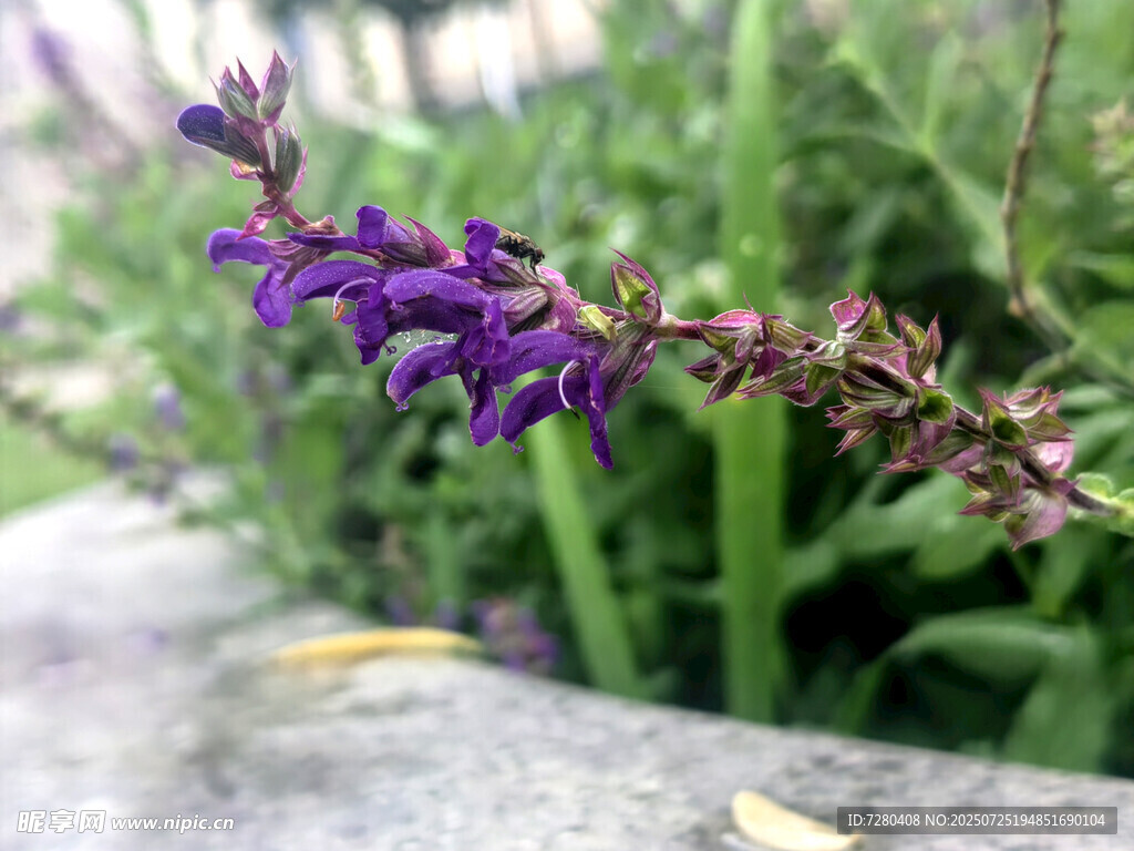 紫色小花绽放于绿植间