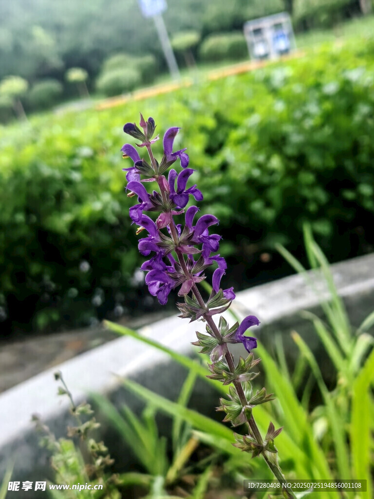紫色花卉特写