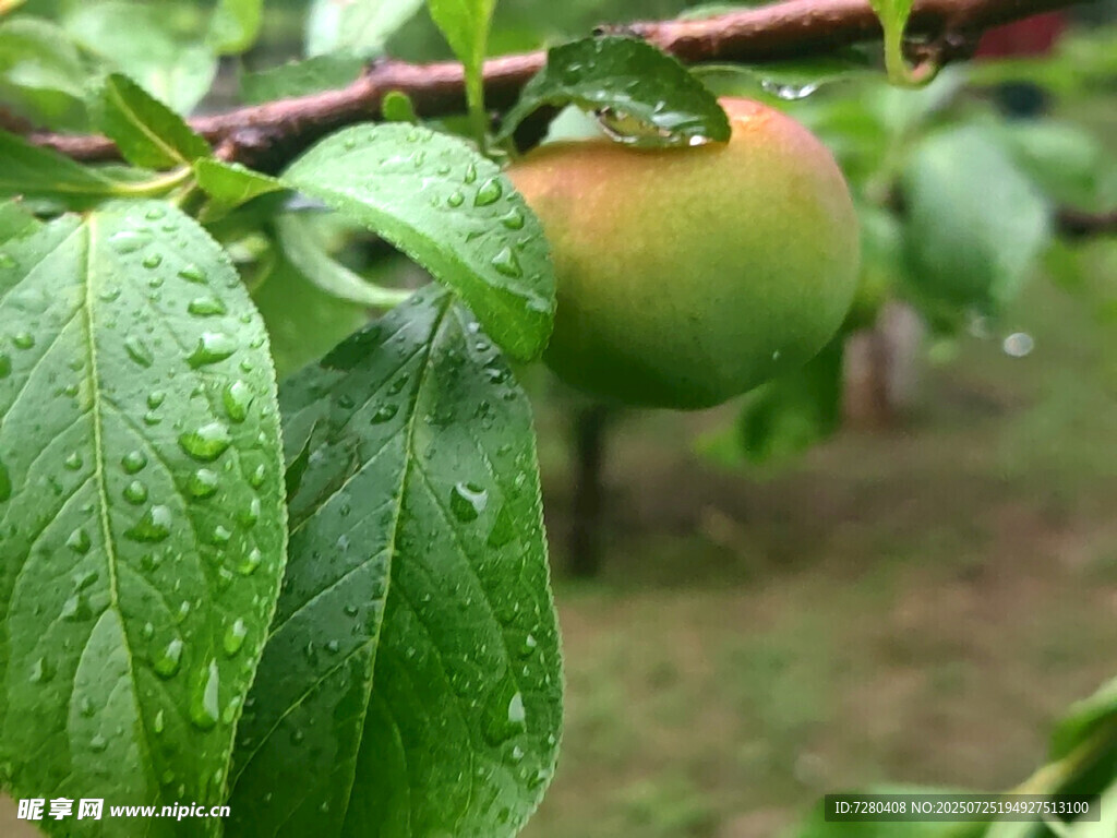 雨后枝头的青涩李子