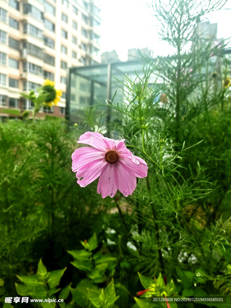 城市中绽放的娇艳粉色花朵