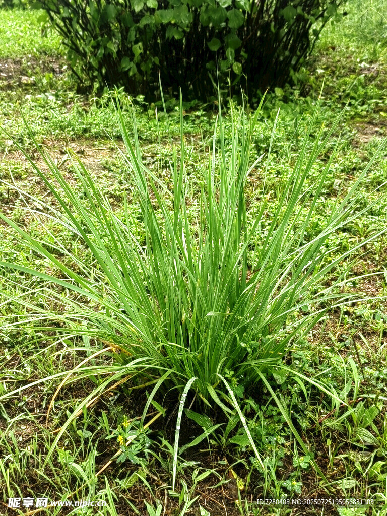 翠绿丛生的草本植物