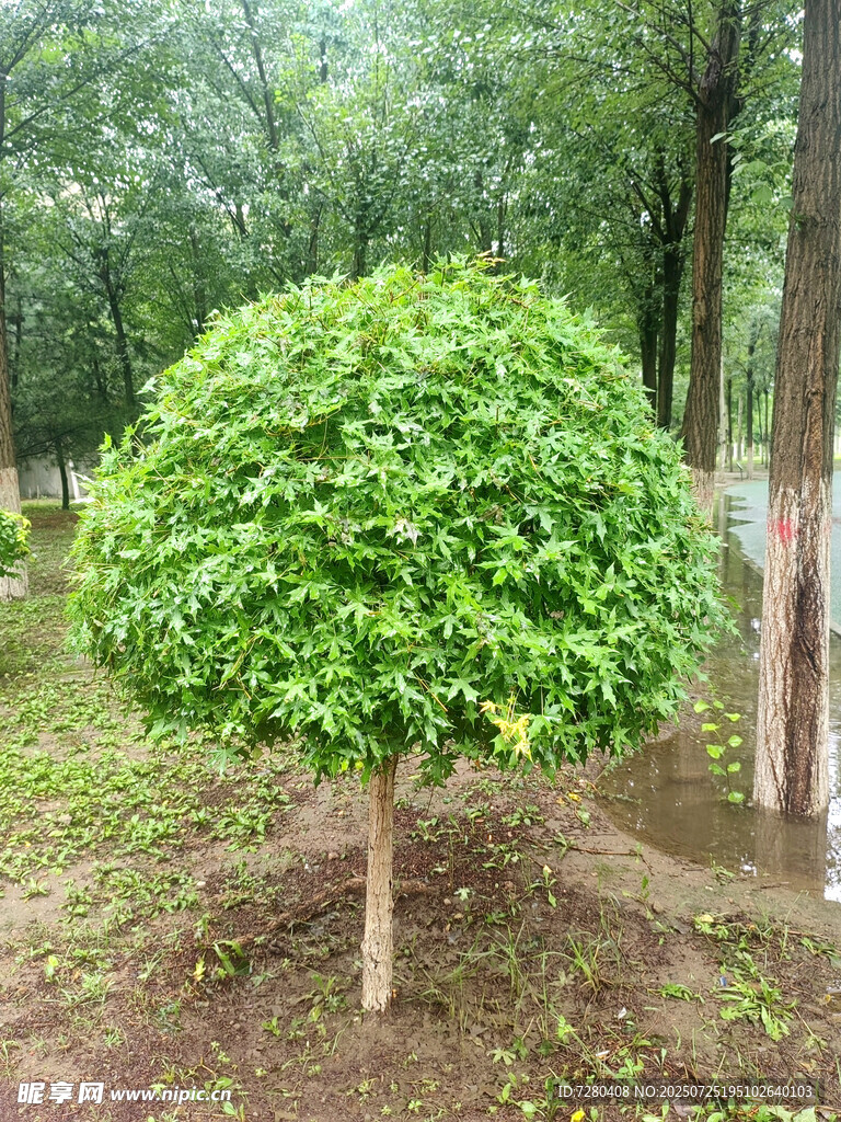 球形绿植景观