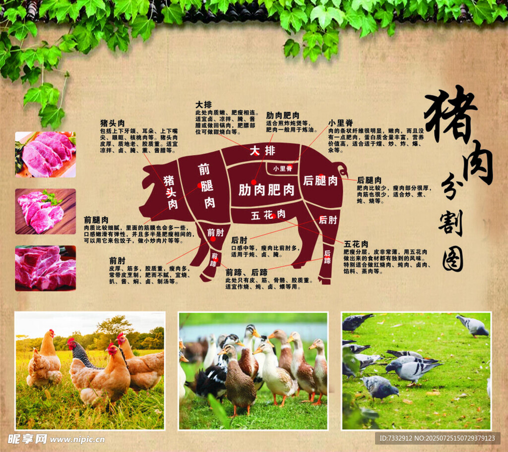 猪肉部位详解与养殖场景