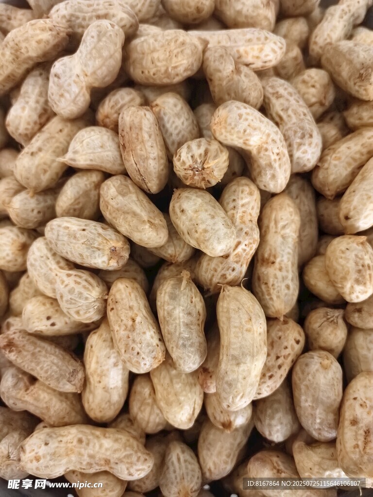 饱满花生堆