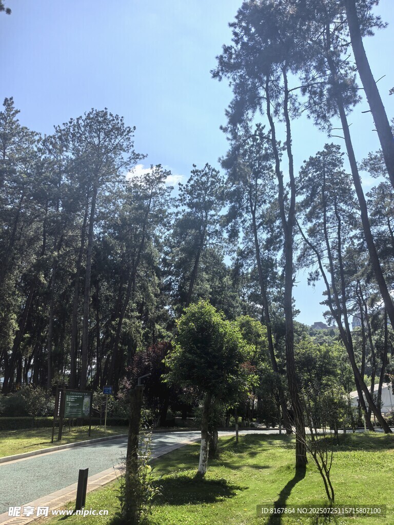 林间道路