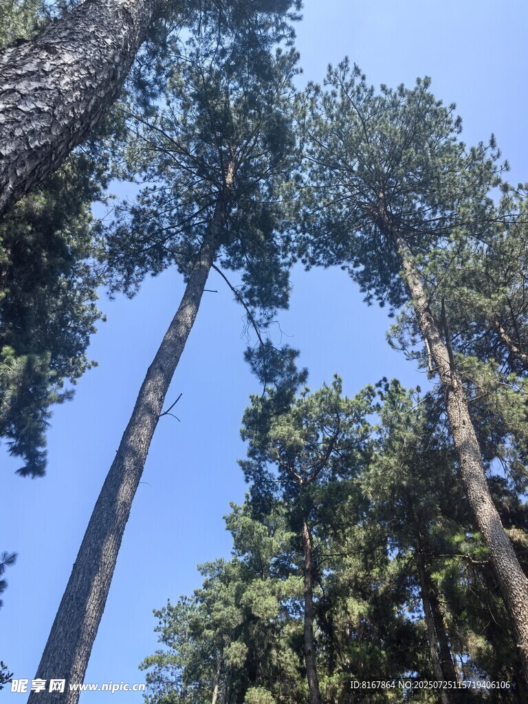 仰望参天松树