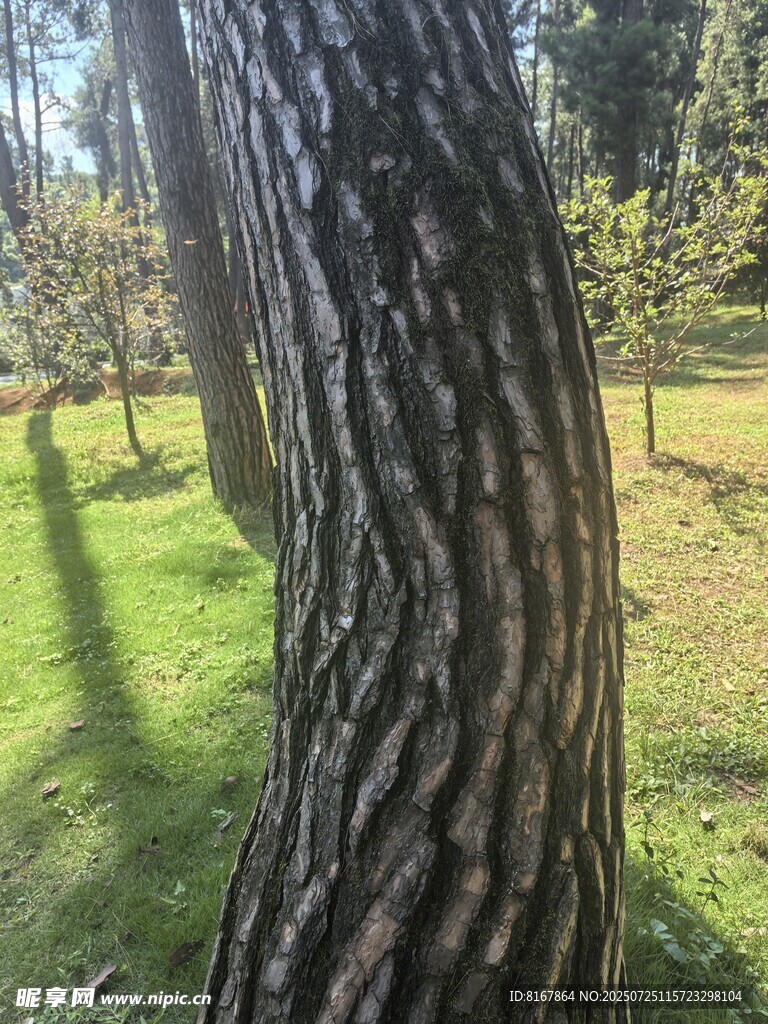 松树干