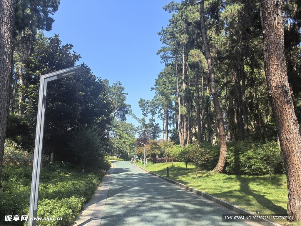 松树林