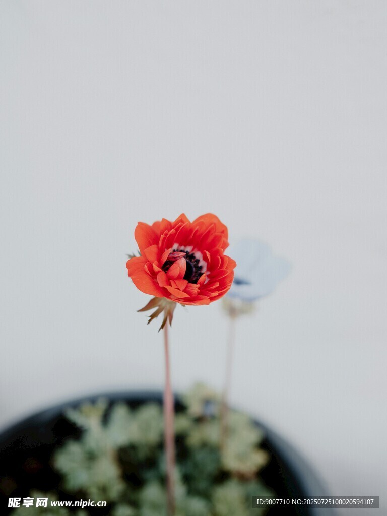 红色小花插于绿植之上