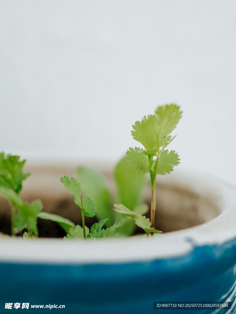 蓝盆中嫩绿的清新小植物