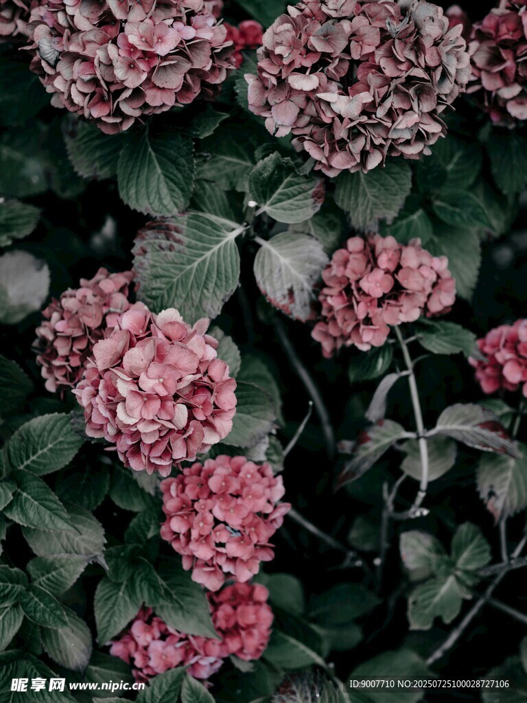 粉色绣球花绽放的美丽