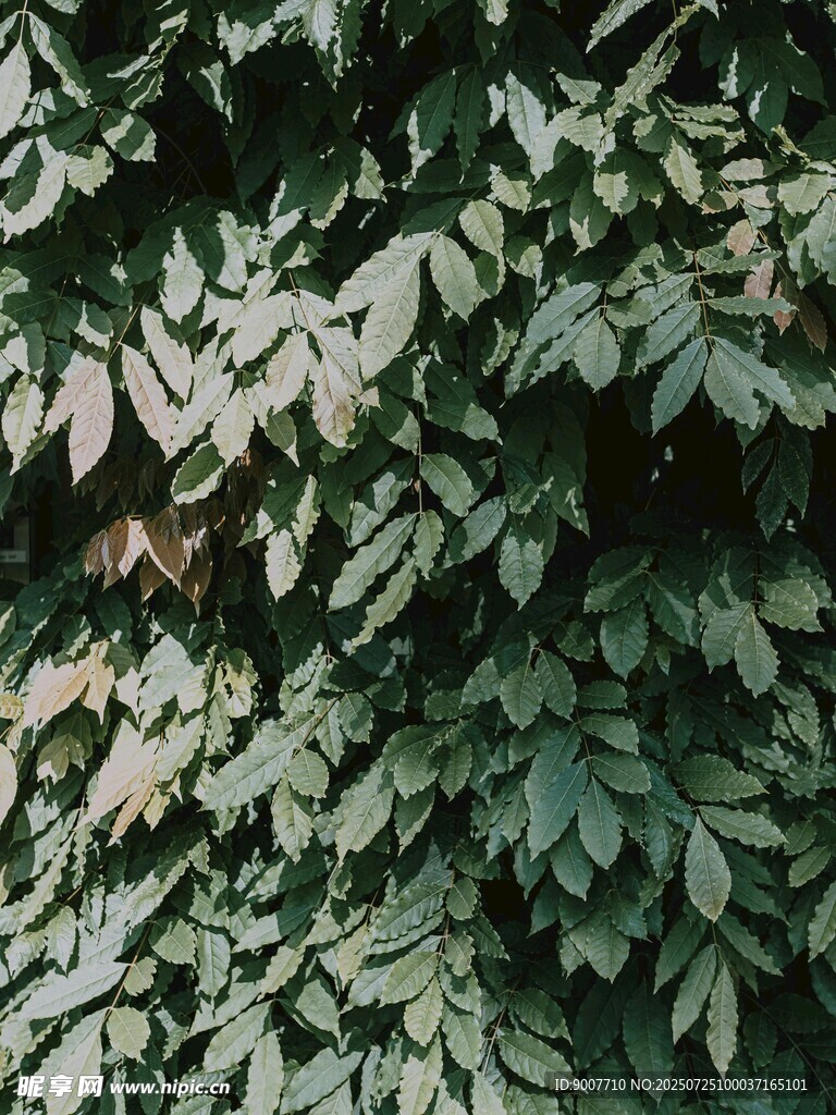 繁茂绿叶植物景观
