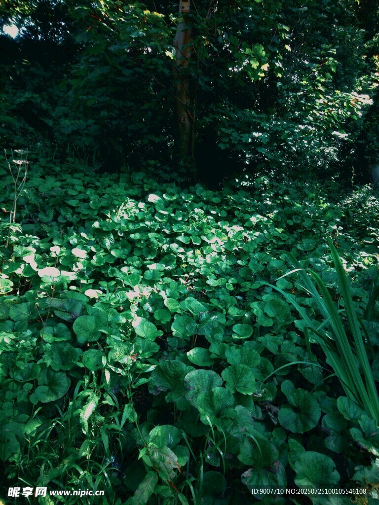 阳光照耀下的繁茂绿植