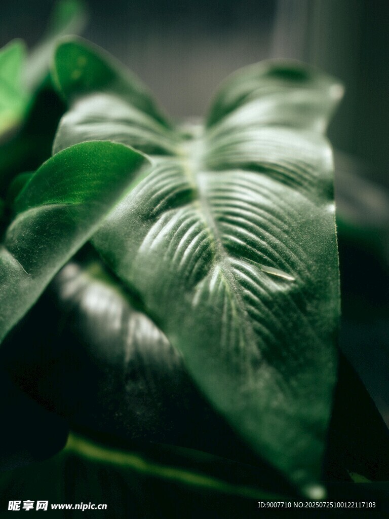 翠绿大叶植物特写