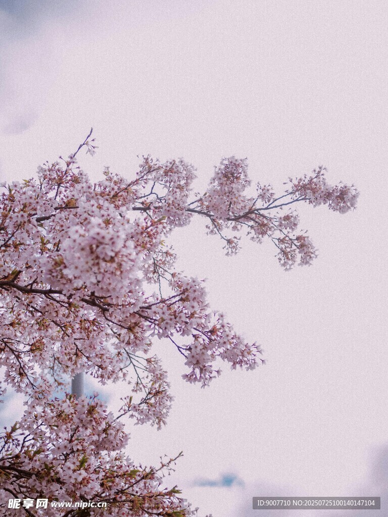 枝头绽放的浪漫粉色樱花