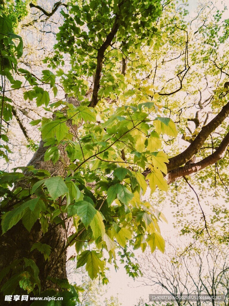 阳光下繁茂的绿树