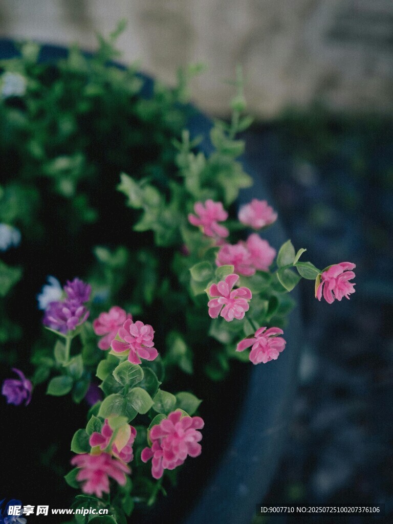 多彩小花绽放花盆中