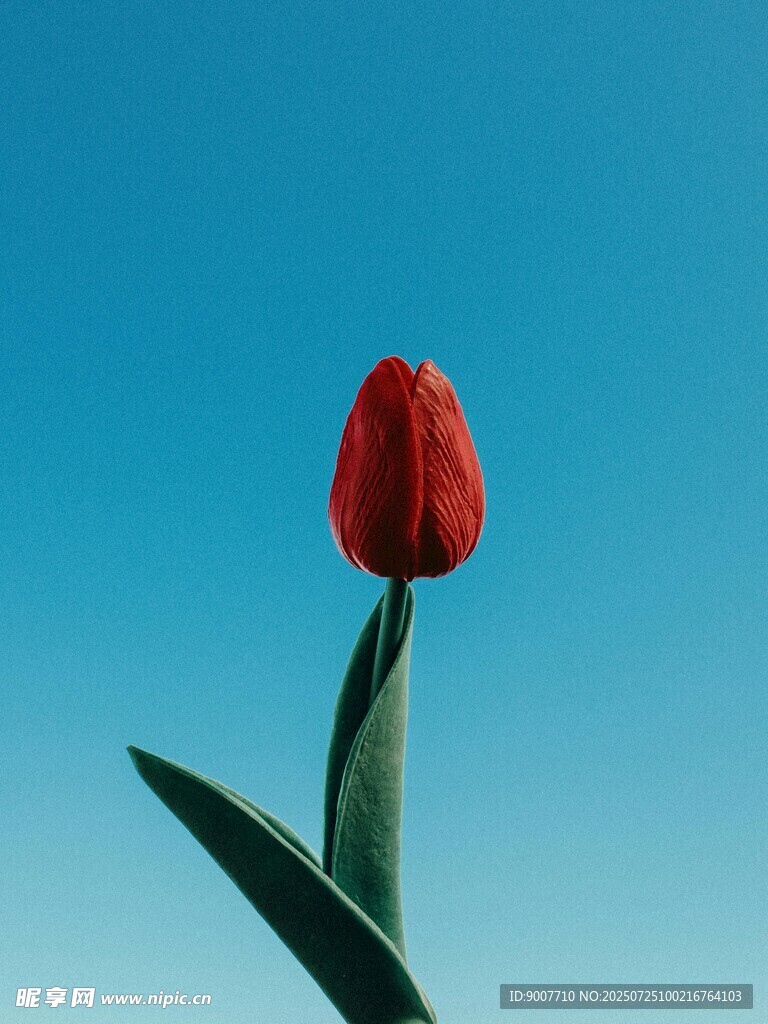 一枝独秀的红色郁金香