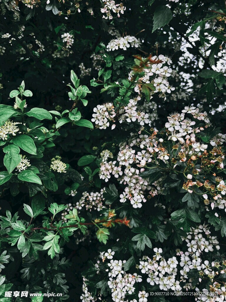 繁茂白花点缀绿叶间