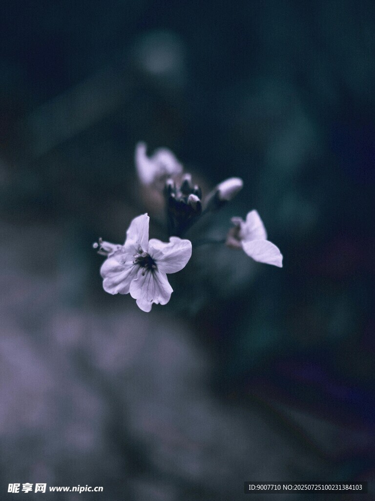 紫色小花特写