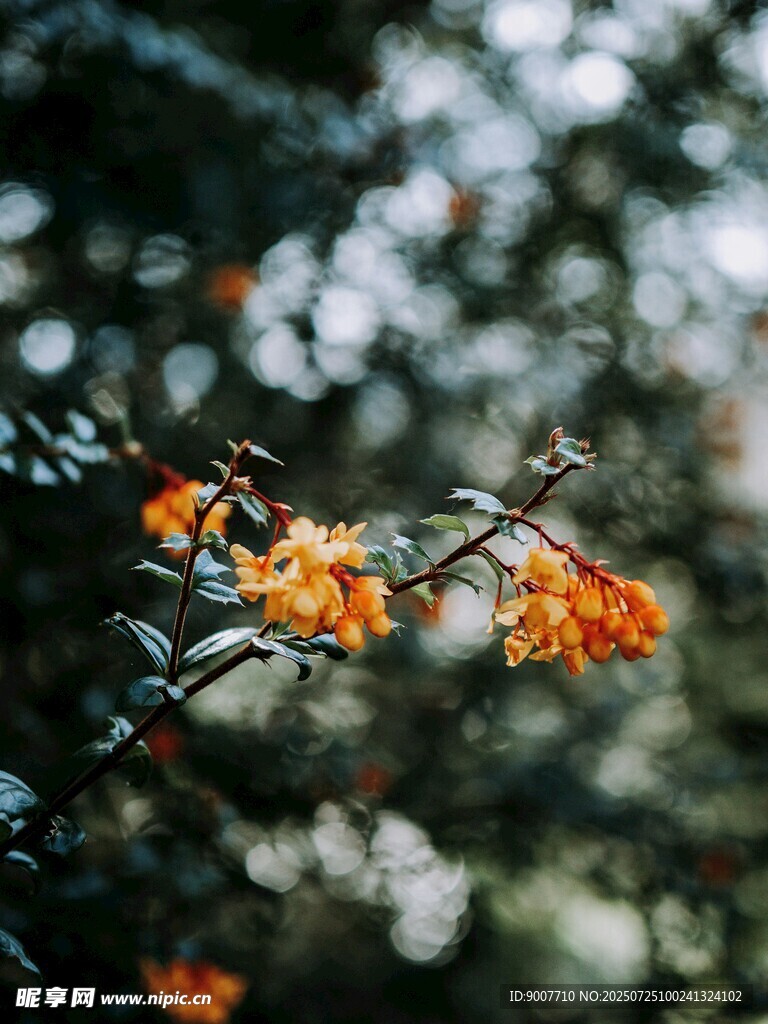 枝头橙花绽放
