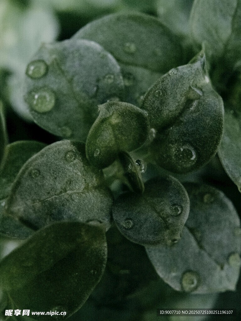 带水珠的嫩绿植物叶片