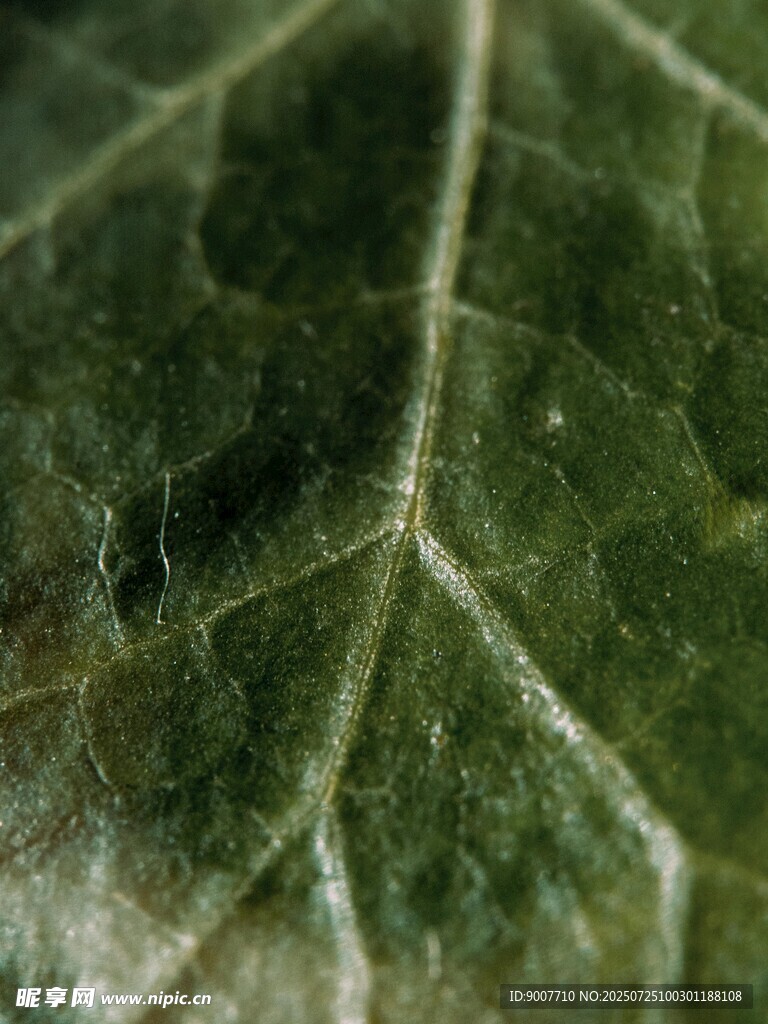 绿叶纹理特写