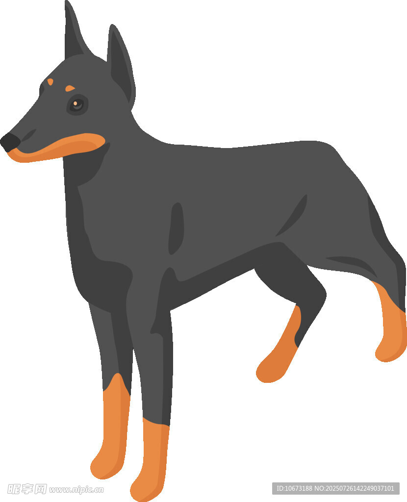 站立的黑色杜宾犬
