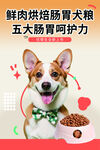 狗粮