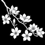 木棉花  黑白色手绘 线条画 黑白线条 白色背景 有叶 有花 四五朵木棉花