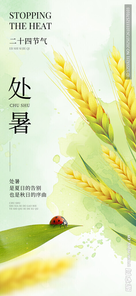处暑时节麦穗与瓢虫景象