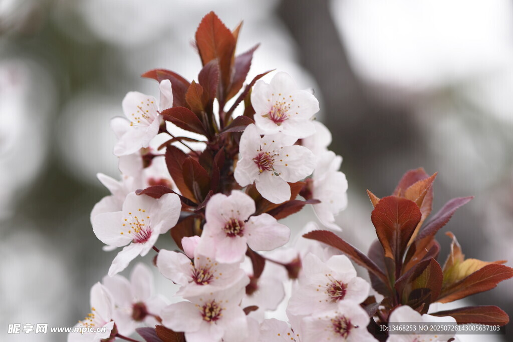 绽放的粉白花朵