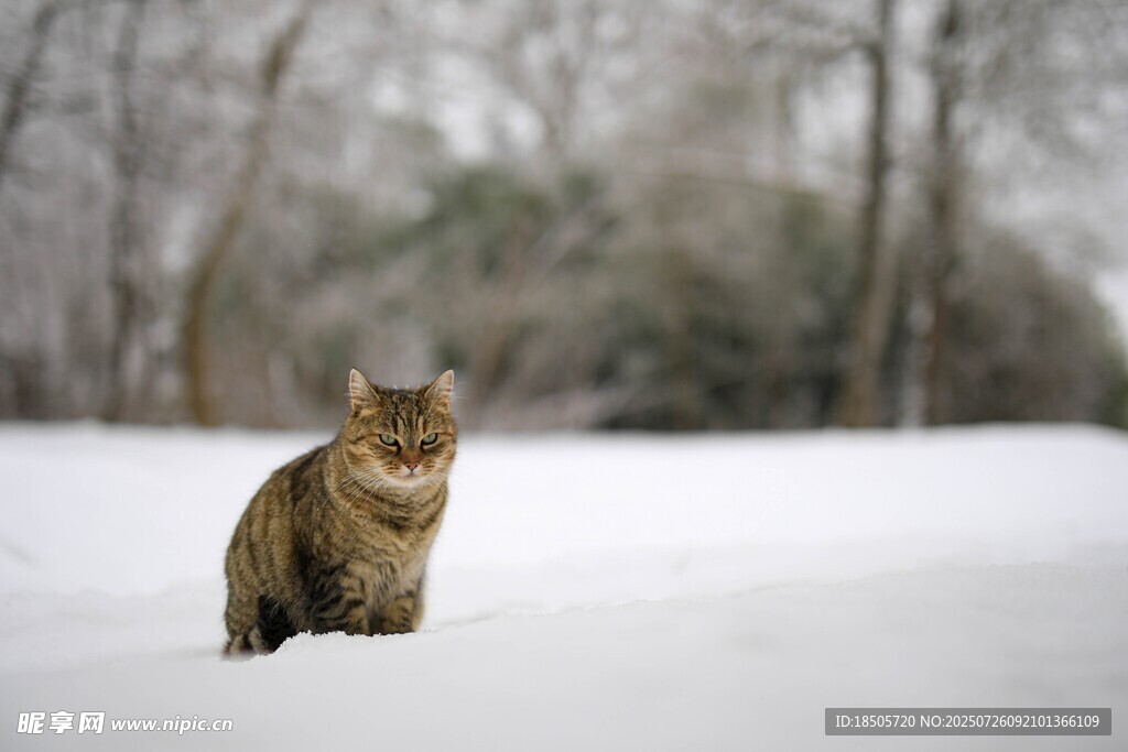 雪地中的猫咪