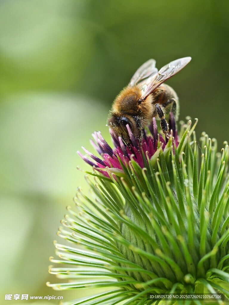 蜜蜂采蜜于紫花之上