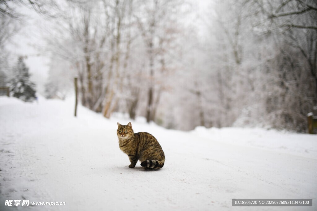 雪地中的猫咪