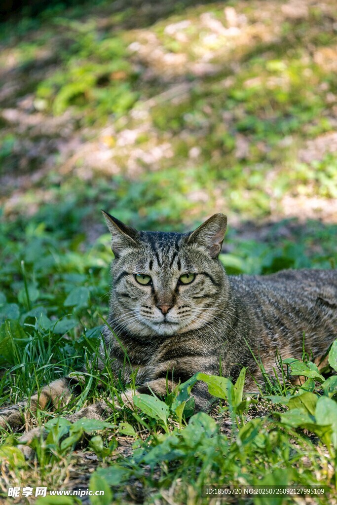 草地上休憩的斑纹猫咪