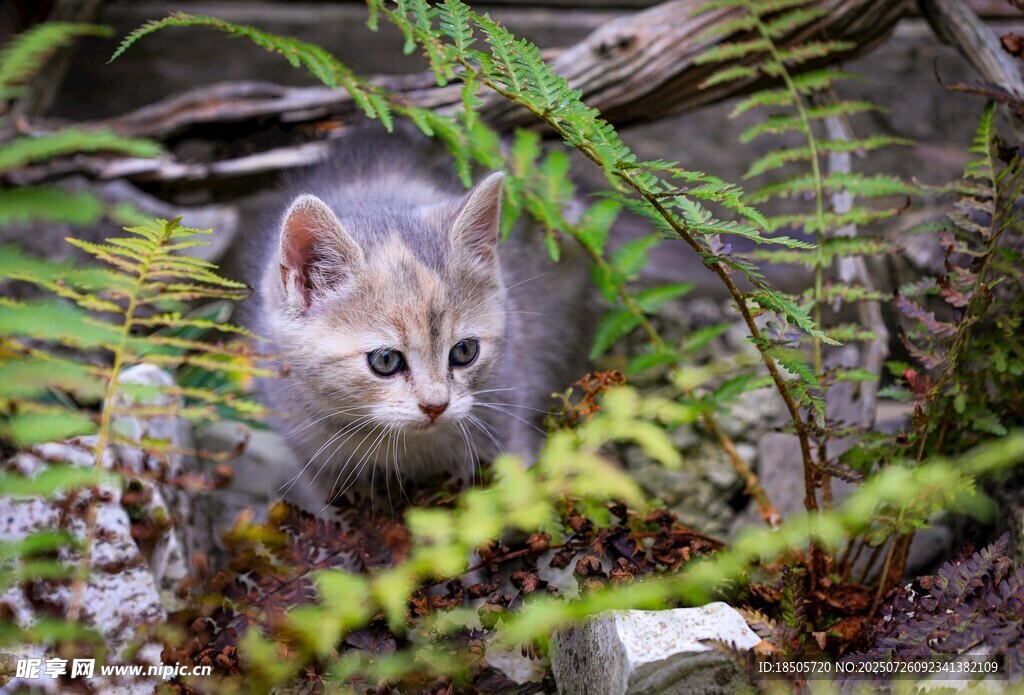 林间小猫咪