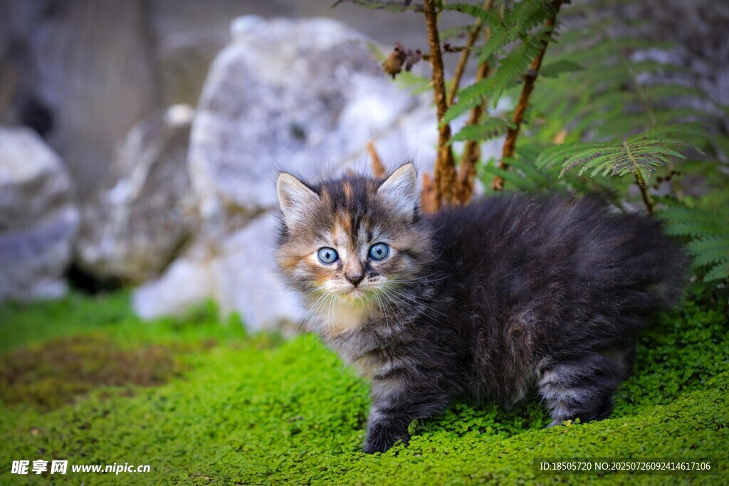 草地上的可爱小猫咪
