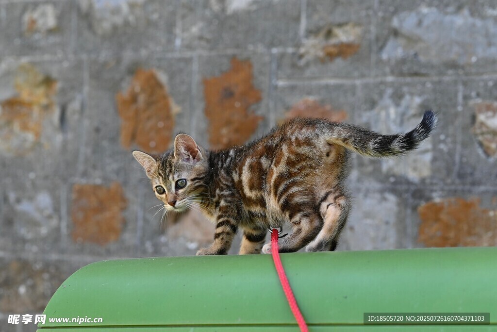 两只小猫站在绿色物体上