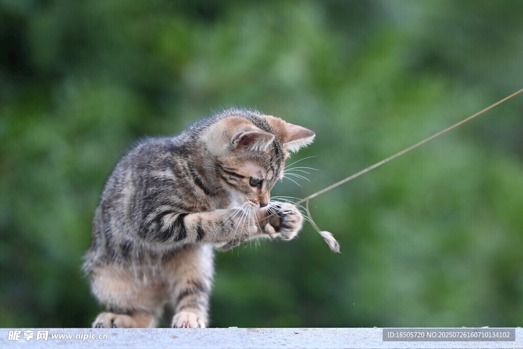小猫专注玩线绳瞬间