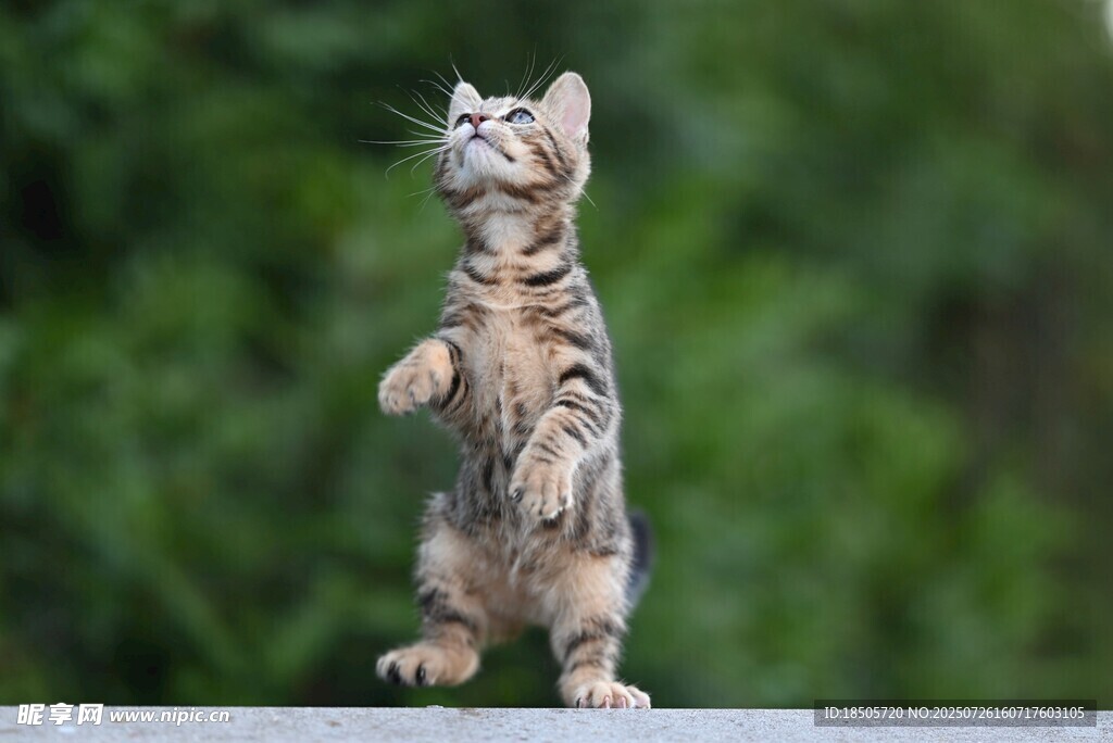 站立的可爱条纹小猫咪