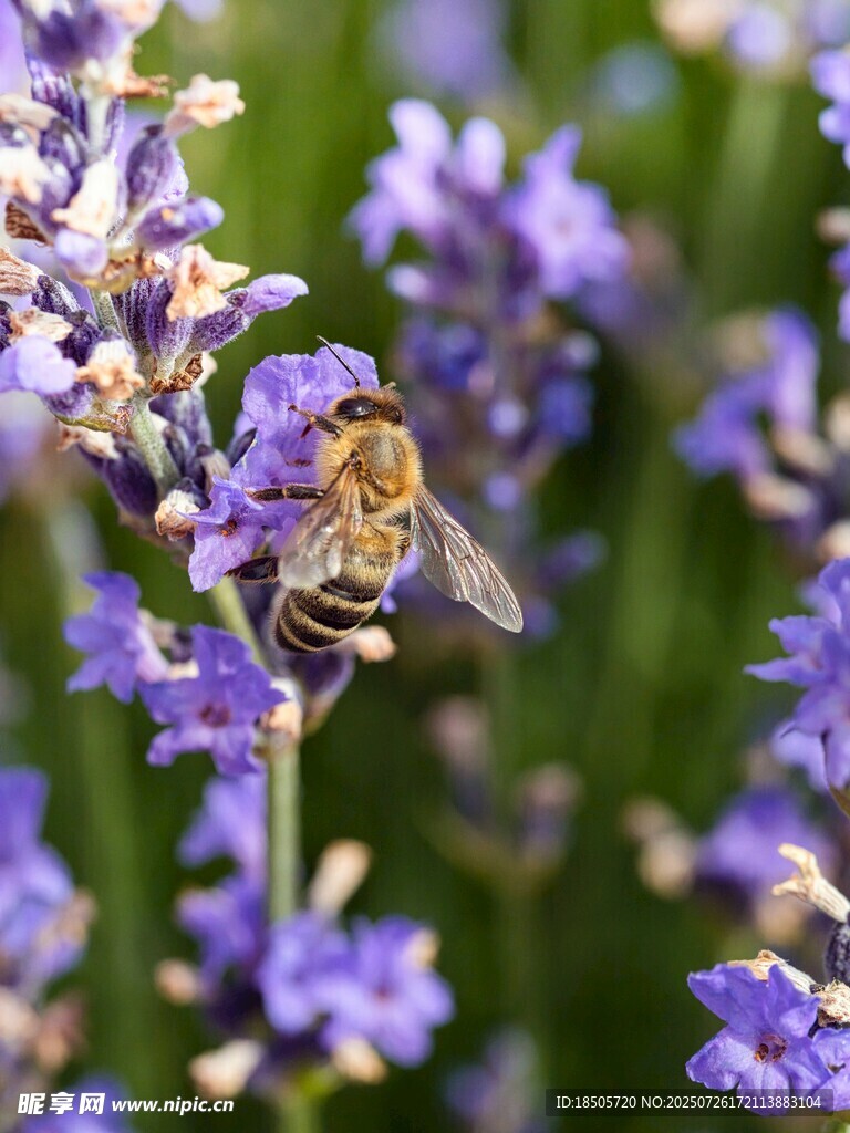 蜜蜂采蜜于紫色花丛中