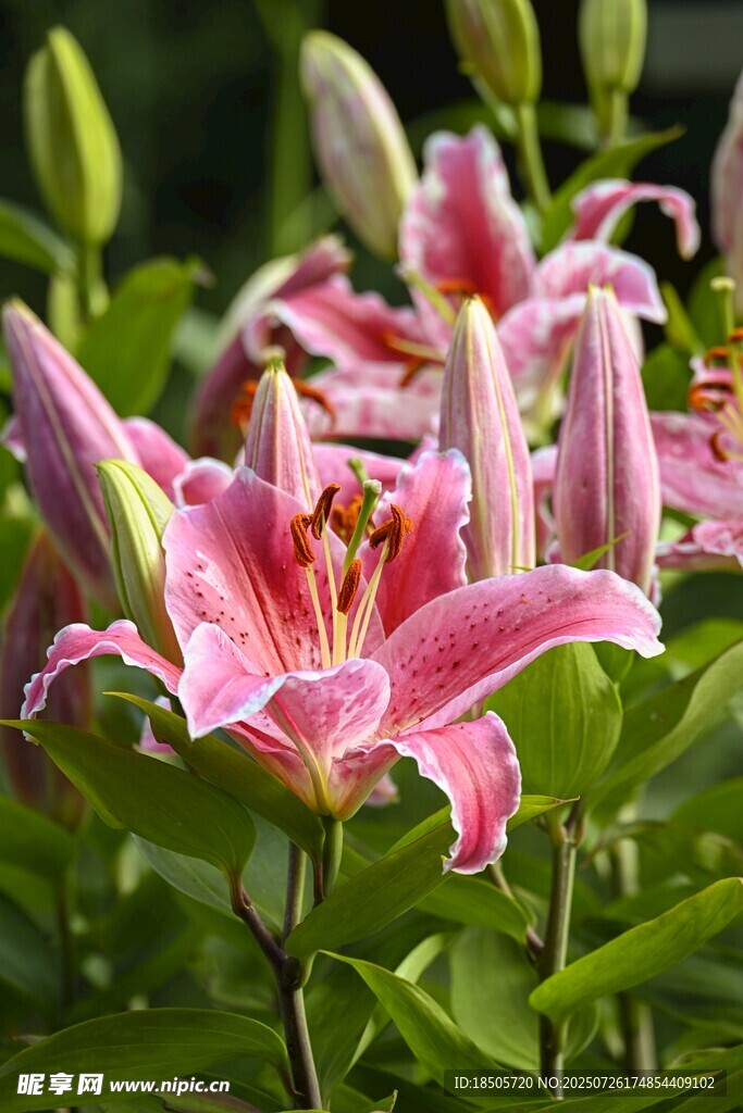 娇艳粉色百合花绽放