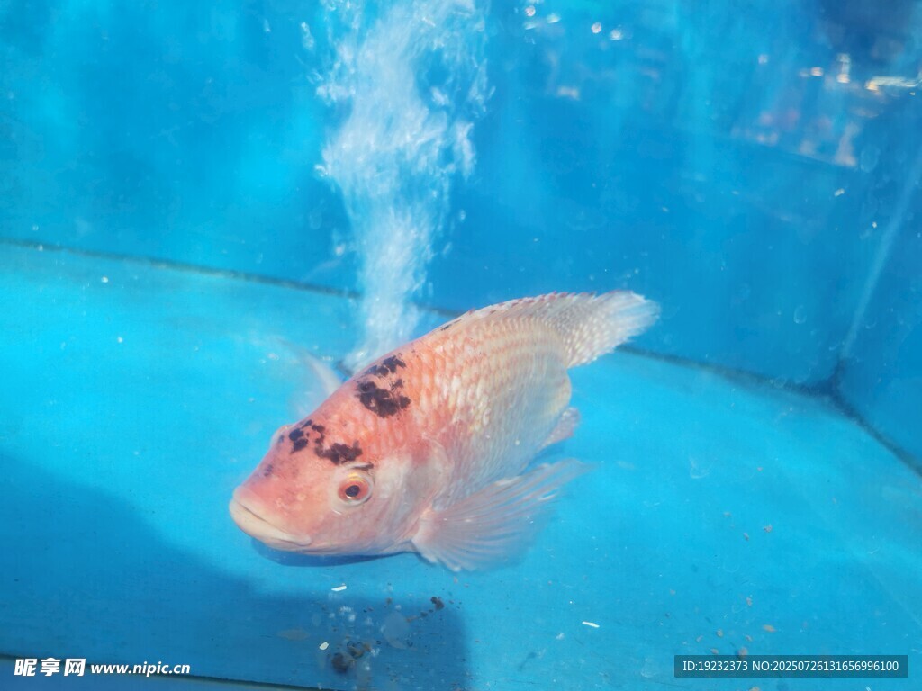 红鱼