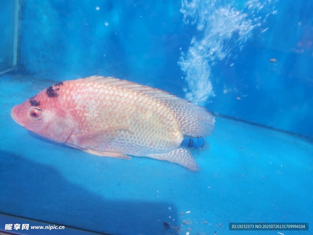 断尾红鱼
