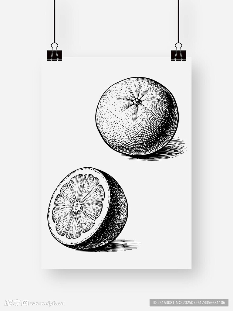 黑白素描橙子静物图