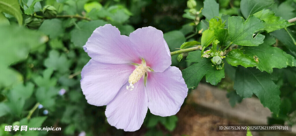 淡紫色木槿花绽放