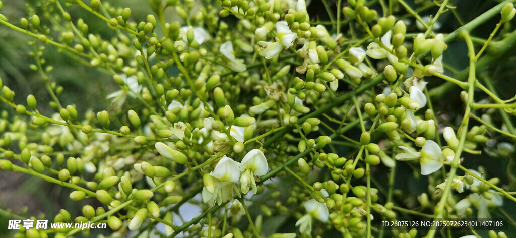 繁茂白花绿叶植物景象