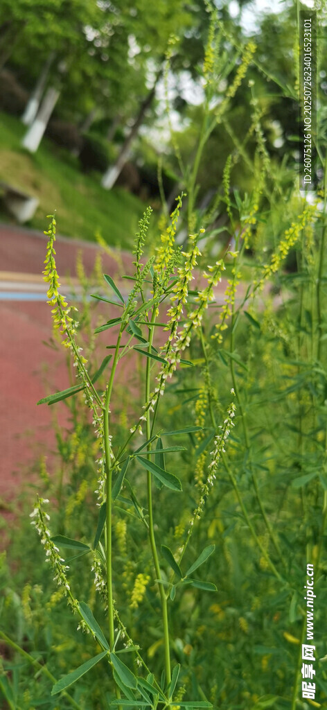 路边翠绿草丛