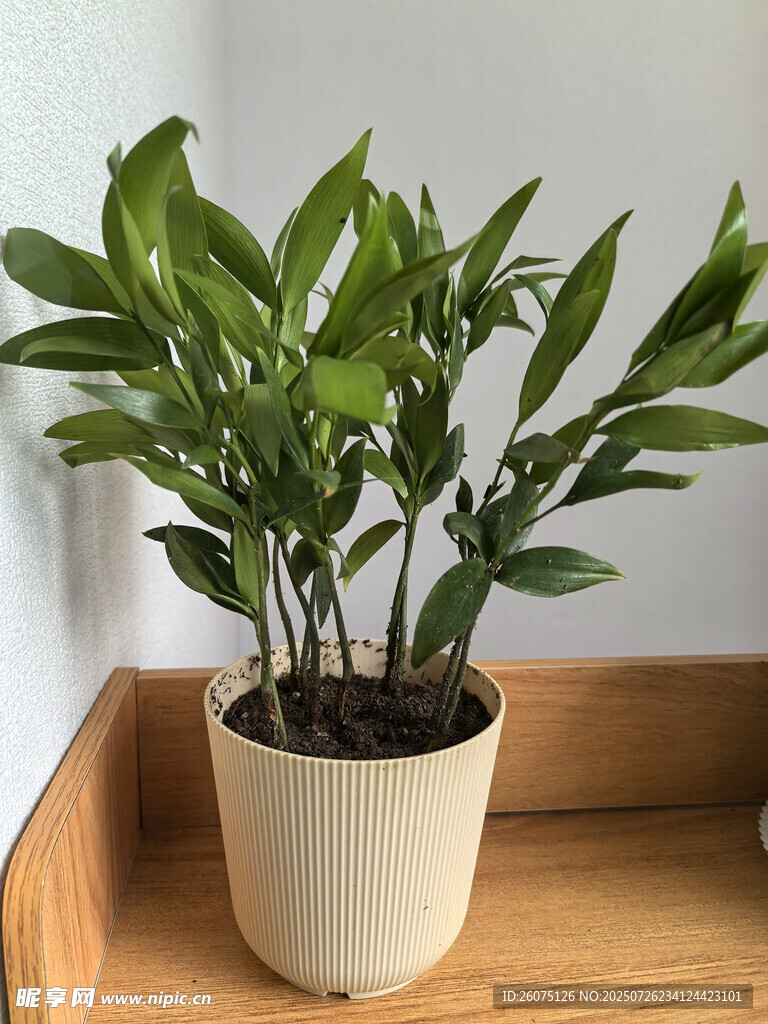 室内绿植盆栽置于木托盘上